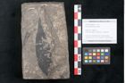 Foto (Objekt + Etikett) von Cassia phaseolites Unger (NHMW-GEO-2024-0188-8045)